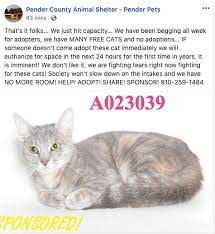 If there is no prospect of her gaining weight, you must consider euthanasia. Adoption Alert Pender Shelter Could Be Forced To Euthanize Dozens Of Cats For First Time In Years Port City Daily