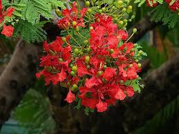 Image result for Fabaceae subfamily Caesalpinioideae