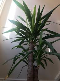 Whatever your light situation try to provide as much as possible. Show Me A Picture Of A Yucca Plant Osera