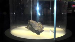 Museo De Historia Natural En New York Que Ver Y Mas