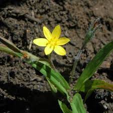 Image result for Hypoxis kilimanjarica