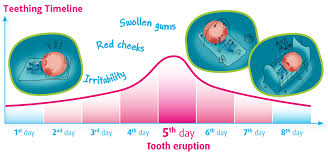 Teething Timeline Camilia Teething Medicine