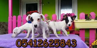 Jack Russell Fiyatlari