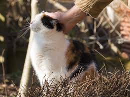 The right treatment depends on the cause of your urinary retention. Urinary Blockage In Cats Did You Know Twin Trees Vet