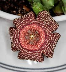 Image result for Orbea knobelii