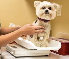 Unexplained Sudden Weight Loss In Cats And Dogs