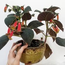 Image result for Kohleria
