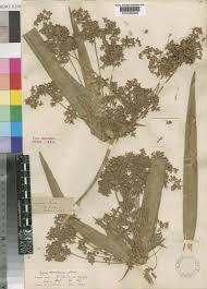 Image result for Cyperus derreilema