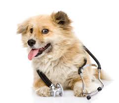 It can be a sign of cancer in the nose, he says. Dogs Lung Conditions