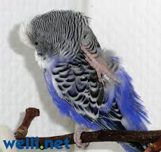 Was kann die ursache sein? Verhalten Von Wellensittichen