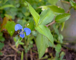 Image result for Commelina diffusa