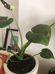Philodendron Leaves Turning Black Houseplant 411 Plant Care Houseplant Plant Disease Leaves Plant Leaves Turning