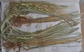 Image result for Oryza barthii