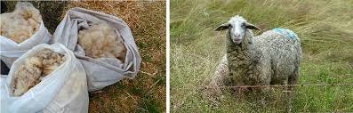 Check spelling or type a new query. Wool Bloody Business With Sheepskin Swissveg
