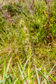 Image result for Helichrysum harveyanum
