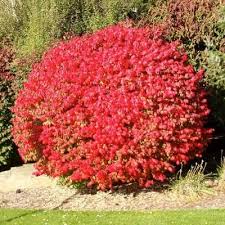 Check spelling or type a new query. Compacta Dwarf Burning Bush Shrub Burning Bush Shrub Bushes Shrubs Landscaping Plants