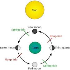 Schematic Chart About The Spring Neap Tidal Variation In A