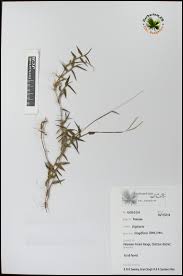 Image result for Digitaria longiflora