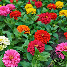 Mindful journaling has never been easier. Zinnia Flower Seeds Dahlia Flowered Seed Mix Colors Zinnia Elegans