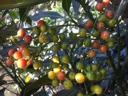 Image result for Psychotria capensis