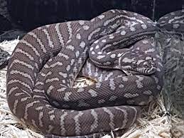 Centralian Carpet Pythons For Sale Pythons For Sale Snakes For Sale Carpet