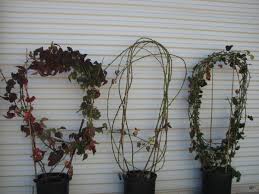 Gurneys.com has been visited by 10k+ users in the past month Any Marionberry Growers In Cold Regions General Fruit Growing Growing Fruit