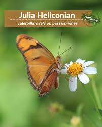 Image result for Scleria lacustris