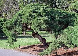 Junipers are evergreens in the conifer family. Coffee For Roses How To Prune Older Spreading Junipers Large Bonsai Tree Landscaping Shrubs Conifers Garden
