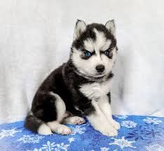 The siberian husky breed is known for its stubbornness and needs consistent training. Siberian Husky Puppies For Sale Adoption Posts Facebook