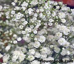 Easy Ways On How To Care For Baby S Breath Gypsophila Tenuifolia Babys Breath Flowers Wedding Flowers Flower Centerpieces Wedding