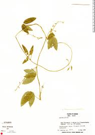 Image result for Teramnus uncinatus