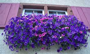 Esterno 20t zum kleinen preis hier bestellen. Piante Pendenti Idee Green Fiori Da Balcone Piante Da Balcone Coltivare Fiori