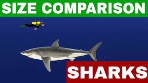 They found in large numbers in comparison to white sharks. Sharks Size Comparison 2018 Youtube