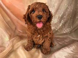 Denison, iowa » poodle $0.00: Cockapoo Puppies Denison Iowa