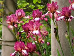 Remove a flower that is past its blossom by simply grabbing it between your thumb and forefingers and. Deadheading Perennials Chicago Botanic Garden