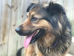 We are proud to offer adoption for cats and dogs to loving pet people across suffolk and. Long Island Ny German Shepherd Dog Meet Milo A Pet For Adoption