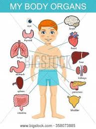 You will learn about the organ's job or function, as well as some interesting facts! Human Body Anatomy Vector Photo Free Trial Bigstock
