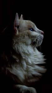 Pin By Ucamayan Kusun Kanadi On Gonlu Hos Eden Fotograflar In 2020 Cats Pets Fluffy Animals