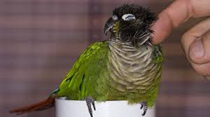 5 Reasons Conures Make Great Family Pets