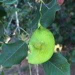 Image result for Pterocarpus rotundifolius