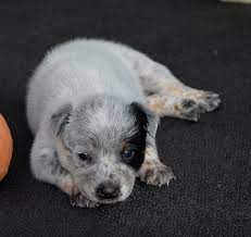 White Australian Cattle Dog Puppy Cattle Dog Cattle Dog Puppy Heeler Puppies
