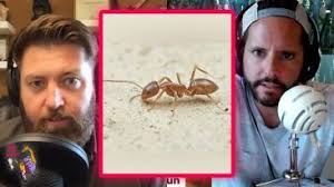 The Wild Times Podcast