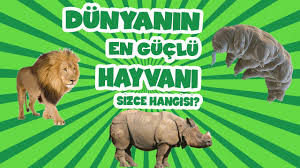 Dunyanin En Guclu Hayvani Sizce Hangisi Youtube