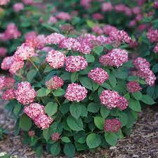 Flora express nursery, located in st. Buy Invincibelle Ruby Hydrangea Liners From Spring Meadow Nursery Smooth Hydrangea Hydrangea Arborescens Planting Hydrangeas