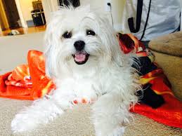 Cuddly Baxter Maltese Maltichin Jatese Teacup Puppies Maltese Dogs