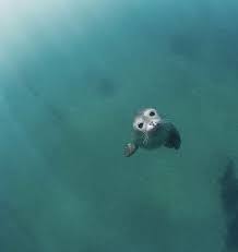 How to say seal in french meme tiktok. Tiktok Trend Reveals How You Say Seal In French Worldwide Lajolla Com