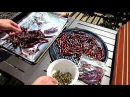 How do you dry hot peppers from the garden. A Complete Guide On How To Oven Dry Store Hot Peppers Cayenne Facing Heaven And Jalapenos Youtube