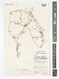 Image result for Gisekia africana