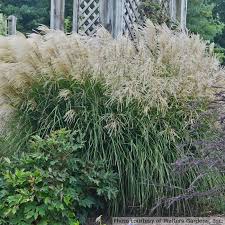 Image result for Miscanthus junceus