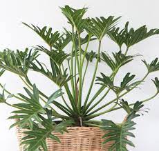 Philodendron xanadu plants are considered poisonous and should be kept away from pets and children. Philodendron Xanadu Care Thaumatophyllum Xanadu Smart Garden Guide